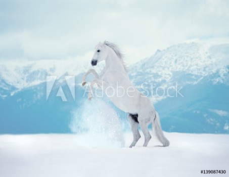 Bild på White reared horse on snow on mountains background